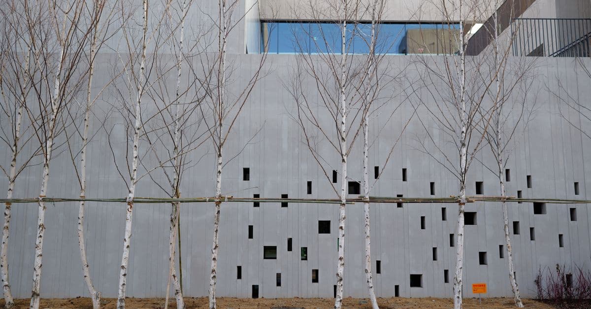 Concrete wall with minimal design framed by birch trees in winter setting.