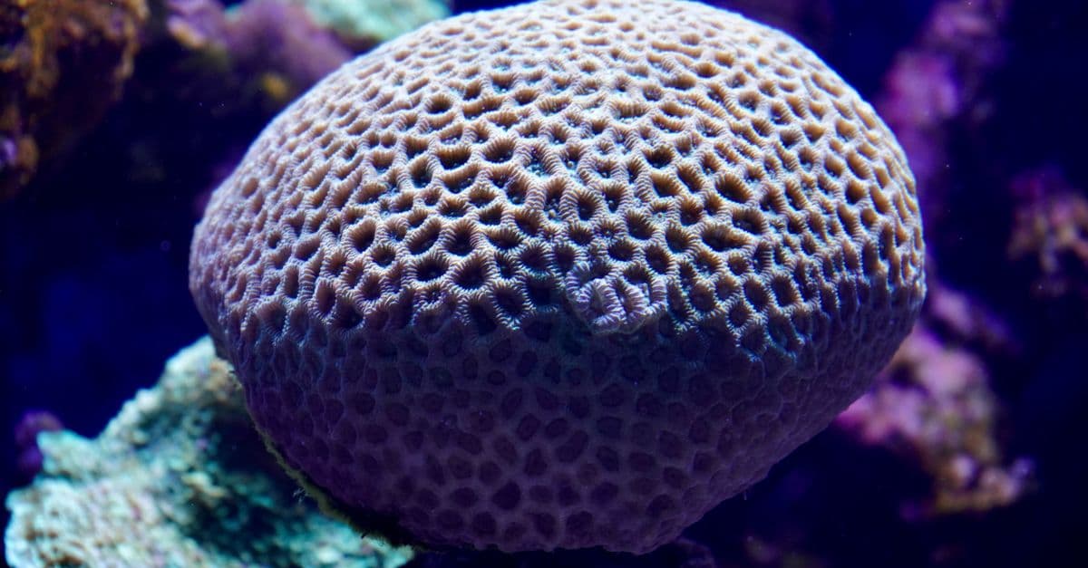 Detailed view of a brain coral with intricate patterns in vibrant blue water lighting.