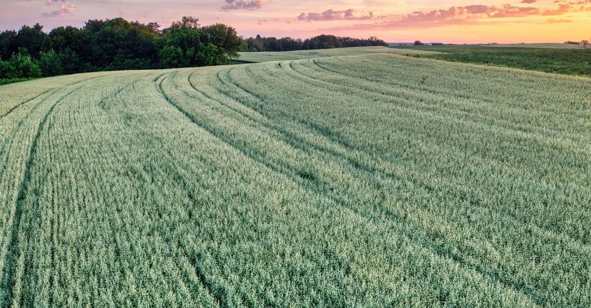 A wide view of a lush cropland in Minnesota with a vibrant sunset sky.