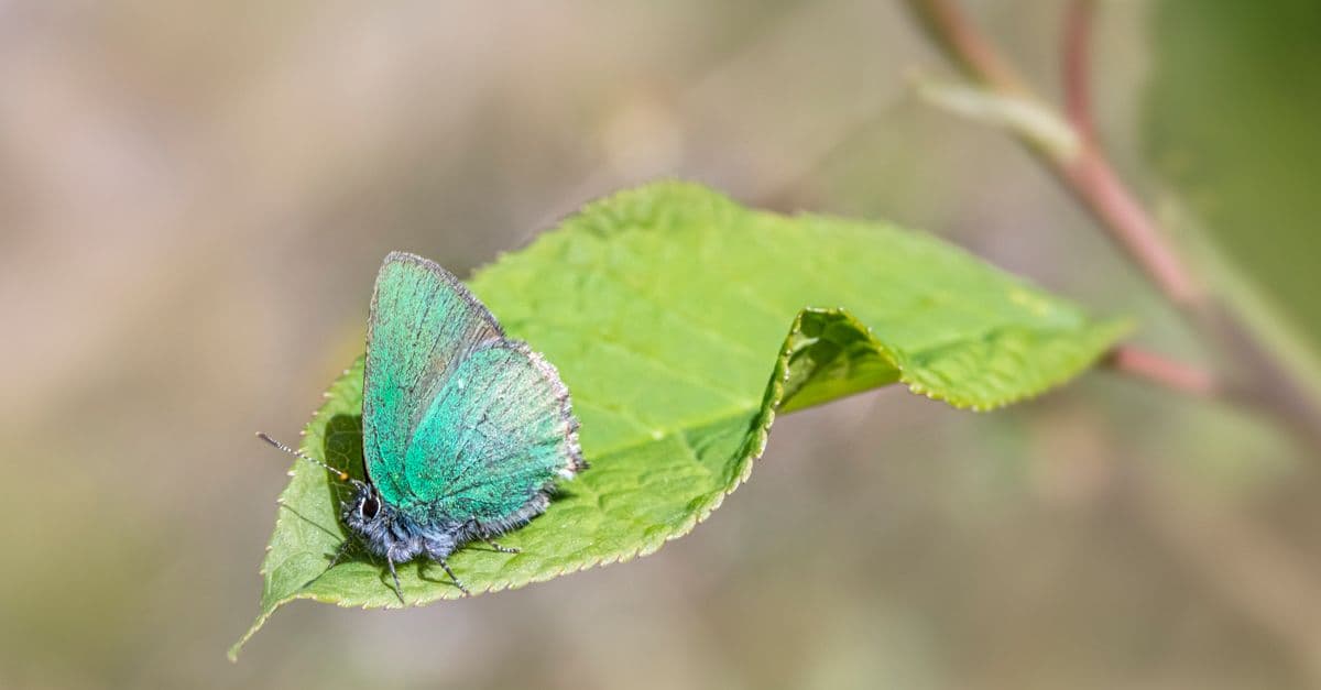 Close-up of a green hairstreak butterfly resting on a vibrant green leaf in nature.