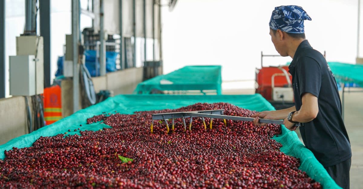 A worker processes ripe robusta coffee cherries in a facility in Lâm Đồng, Vietnam.