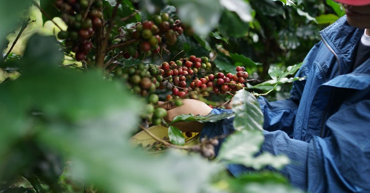 Farmer picking ripe arabica coffee berries in a lush plantation in Lâm Đồng, Việt Nam.