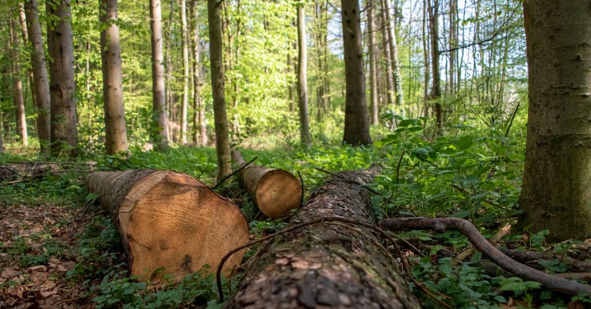 Sunlit forest landscape with cut tree trunks lying on the ground in Hamburg.