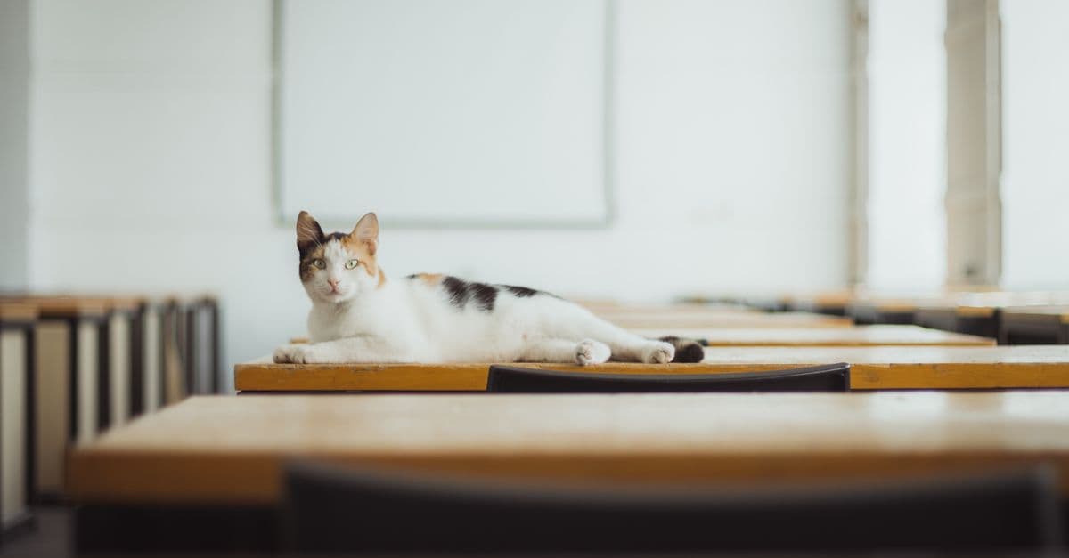 A tabby cat lying on a wooden desk in a quiet classroom setting.