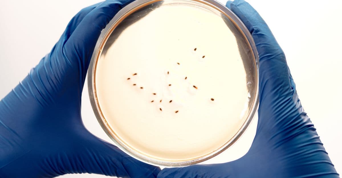 Blue-gloved hands hold a petri dish with bacterial colonies, showcasing a microbiology lab setting.