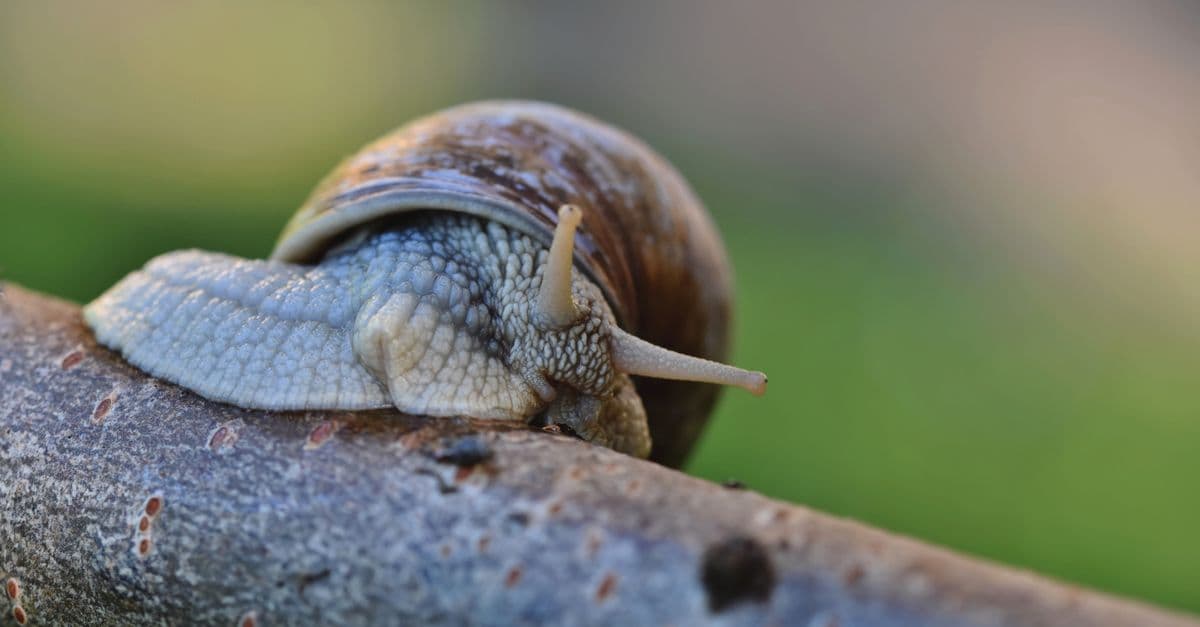 Detailed macro photograph of a snail on a twig with a blurred green background.