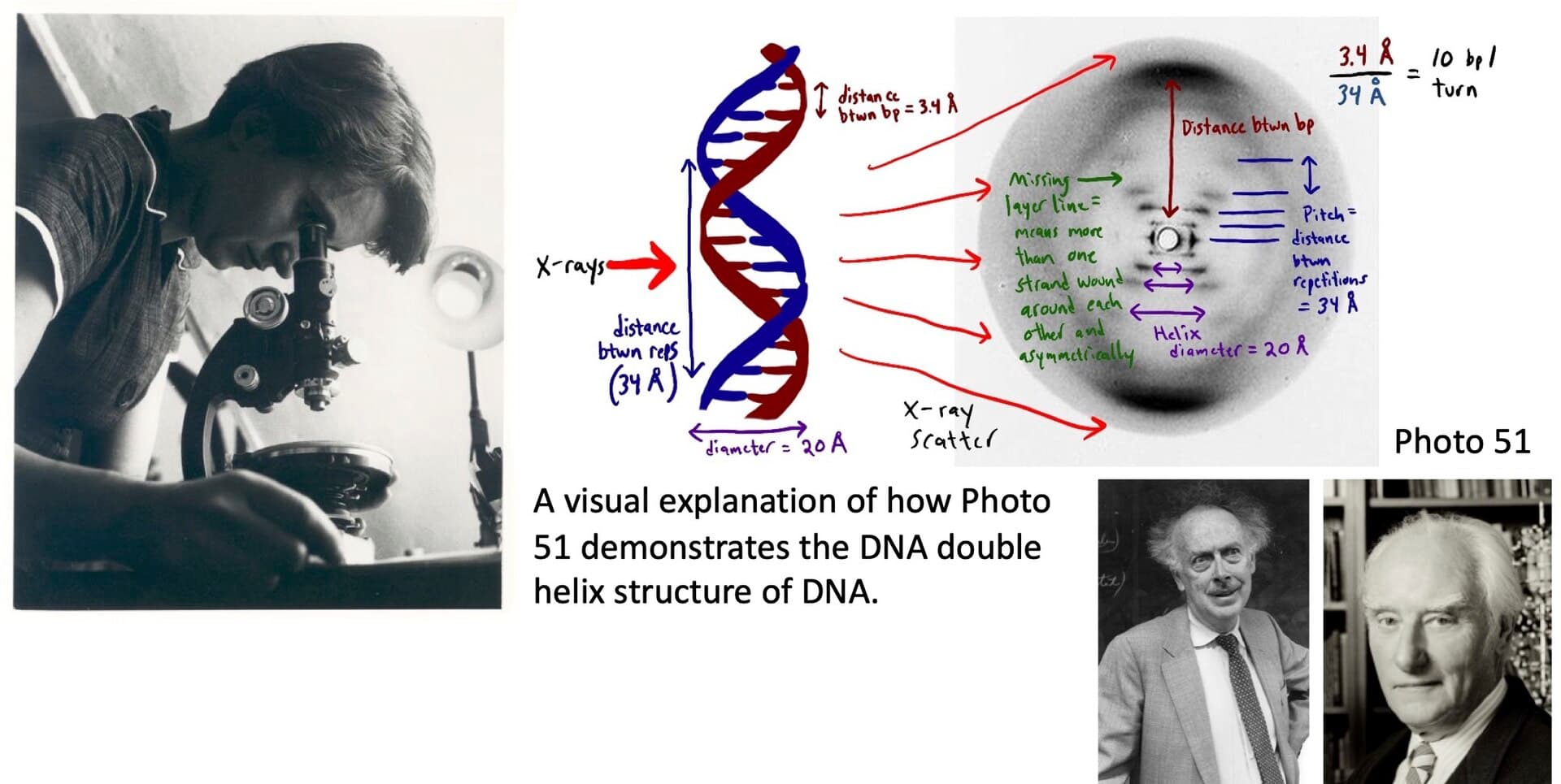 A historical DNA illustration showing Rosalind Franklin and the molecular structure that underlies epigenetic research.