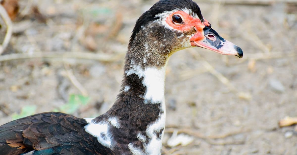 A close-up portrait of a Muscovy duck in its natural habitat, highlighting its distinctive features.