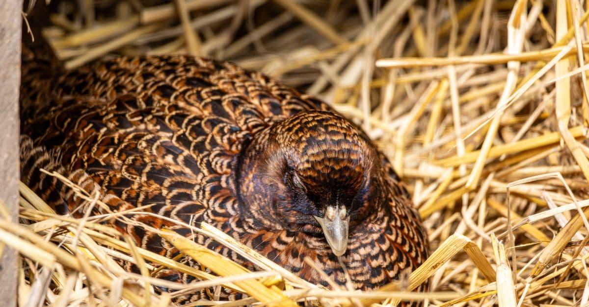 Detailed view of a bird nestled in a bed of straw, showcasing natural patterns and habitat.