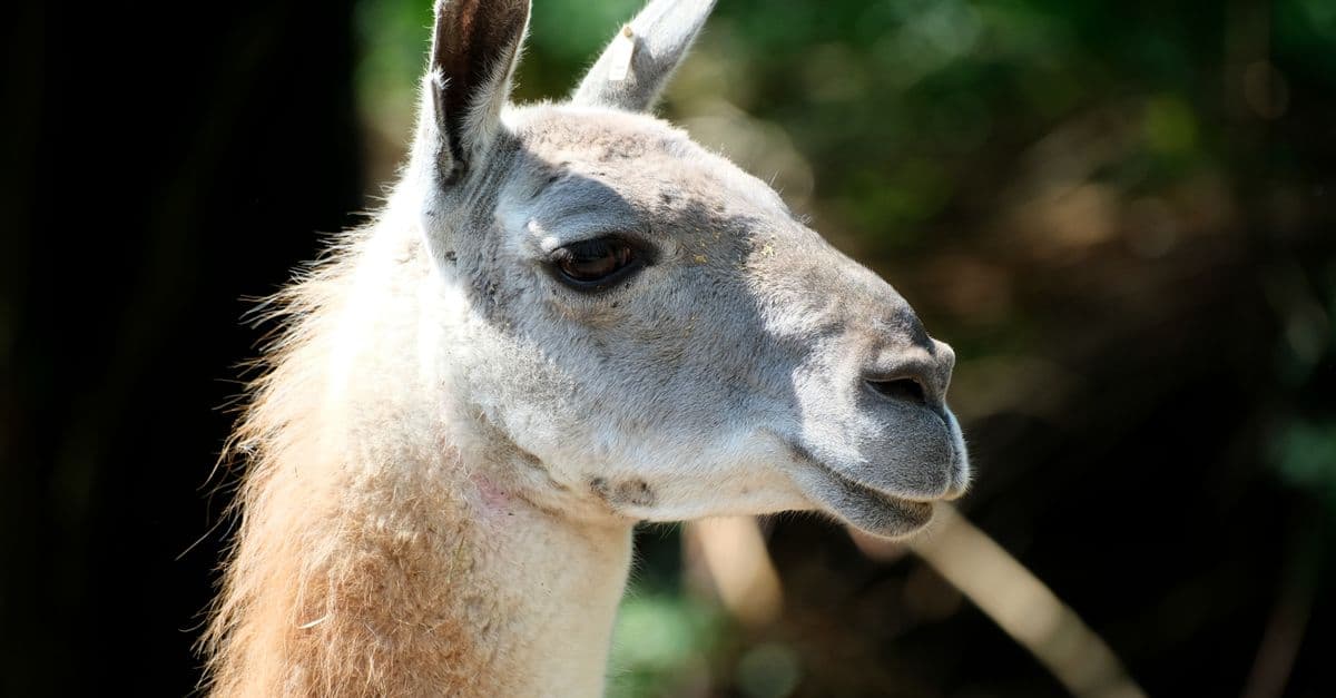 A detailed side profile of a llama showing its distinctive features in natural sunlight.