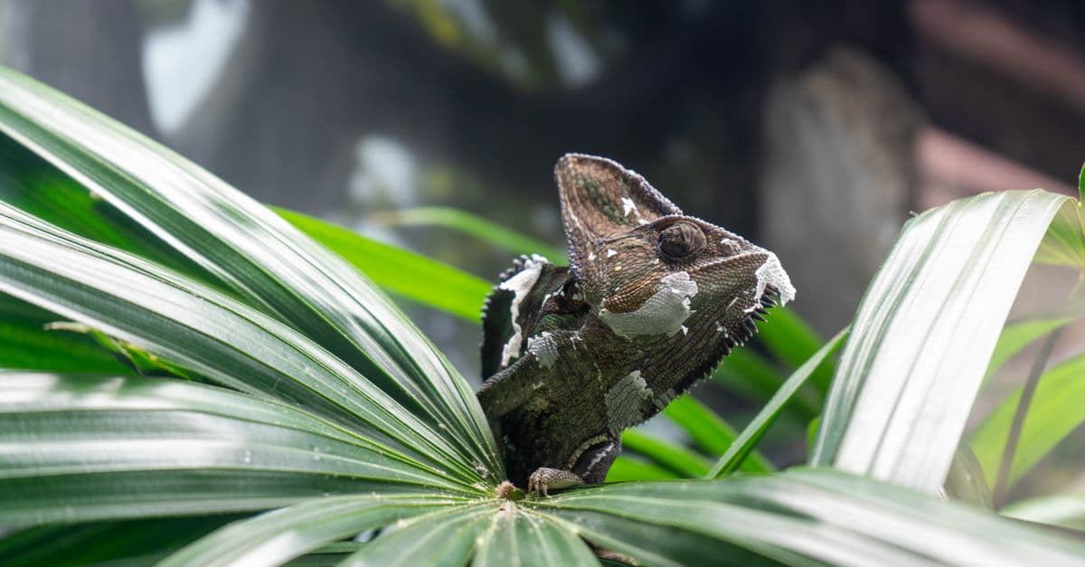 A chameleon blending in with its lush green surroundings in a natural habitat.