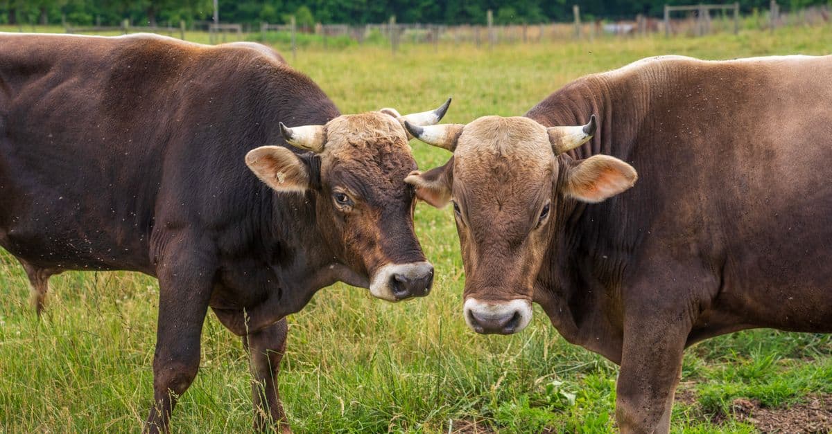 Close-up of two brown cows with horns relaxing in a green pasture.