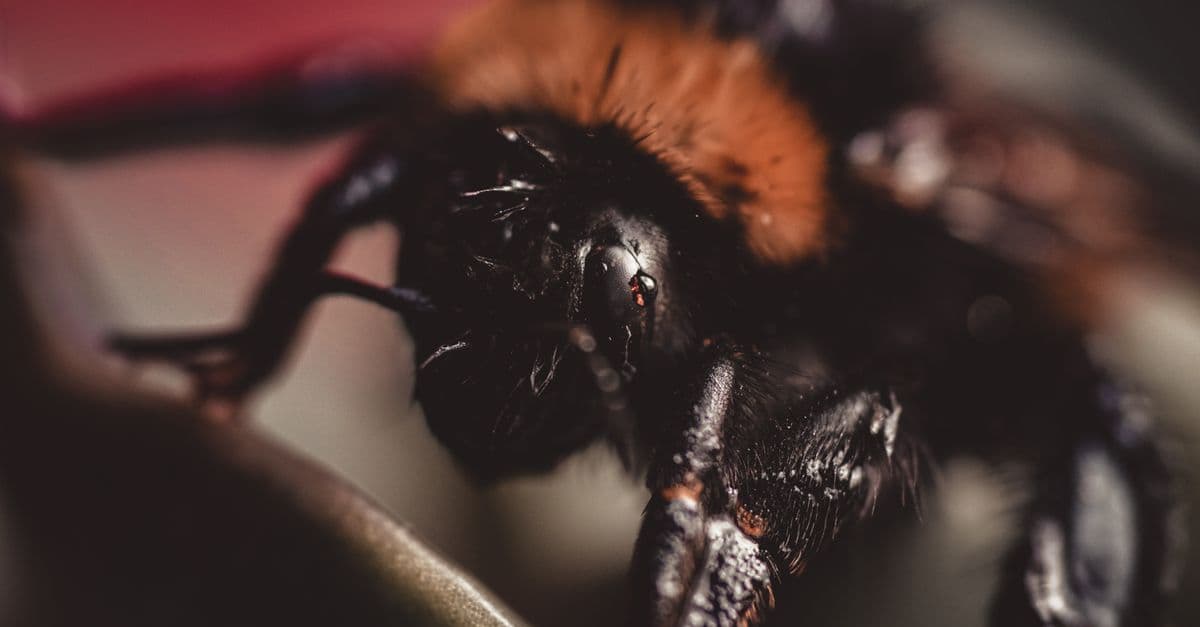 Detailed macro photo of a bumblebee showcasing its hairy body and intricate details.