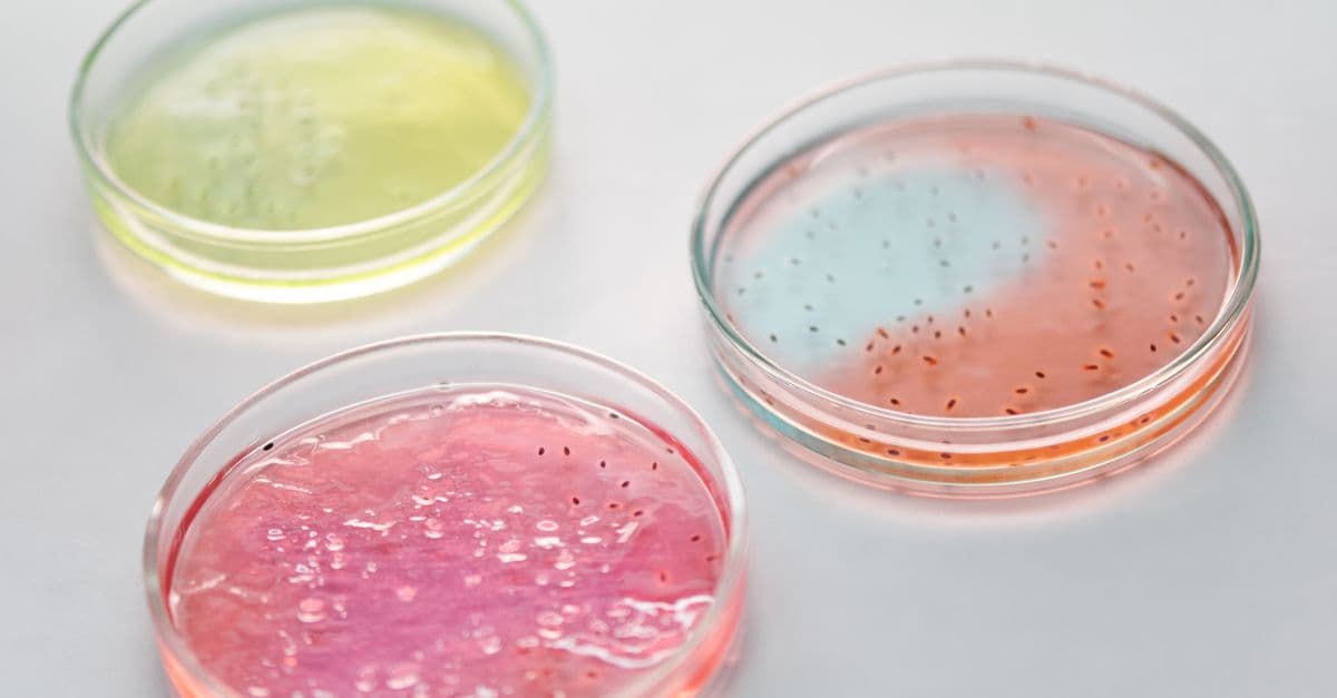 Close-up of colorful petri dishes with microbes for scientific research.