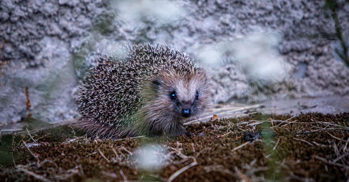A cute European hedgehog exploring the outdoors, showcasing its spiny charm.