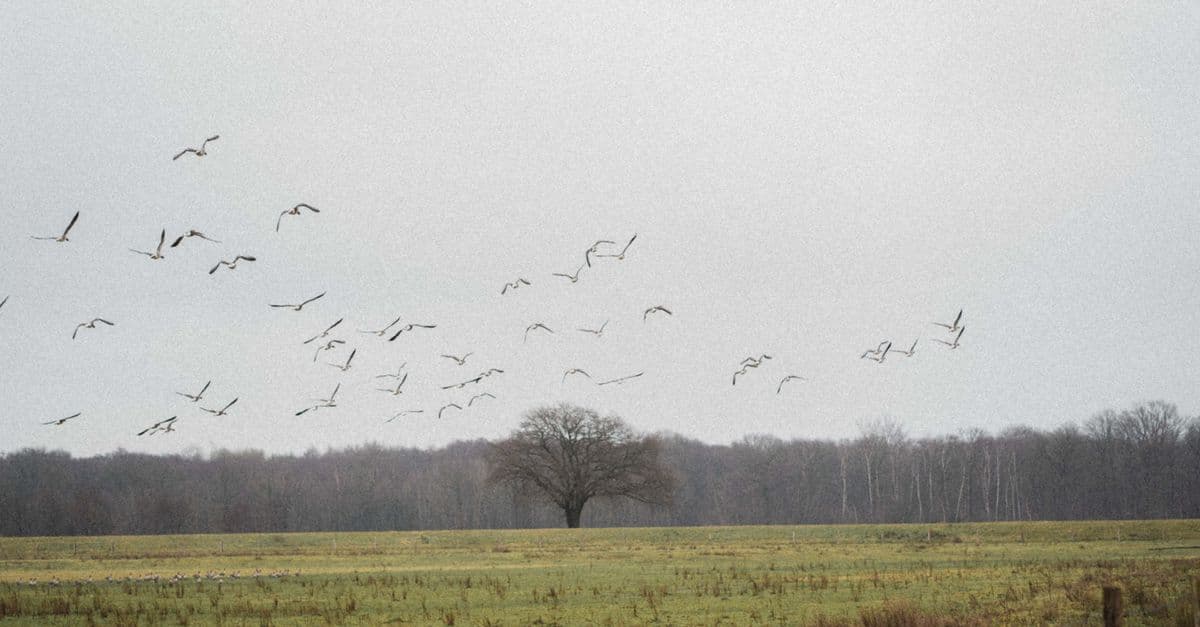 Beautiful scene of a flock of birds flying over a lush green field against a white sky.
