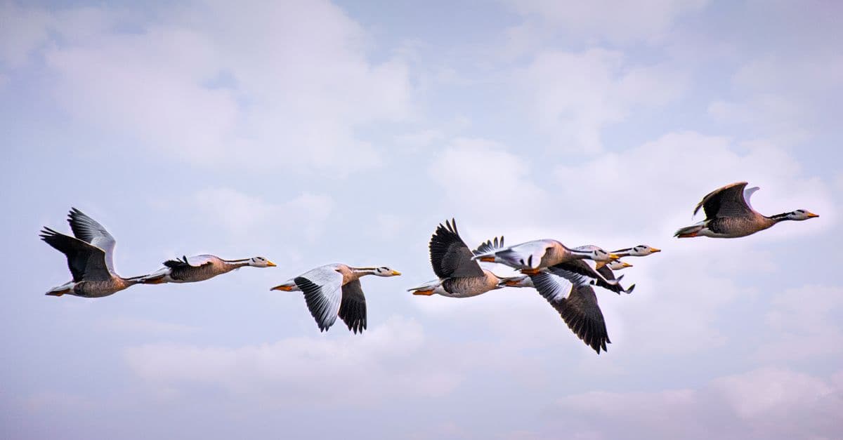 Side view of bar headed geese flipping wings while floating together over cloudy sky