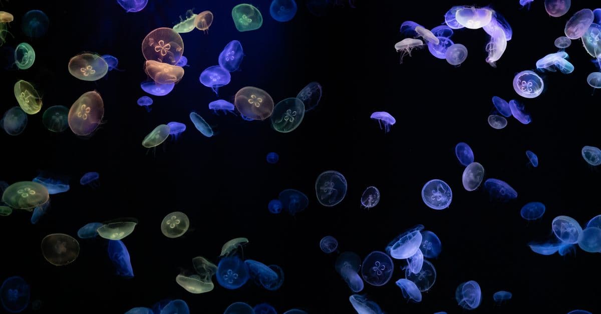 Colorful jellyfish gracefully floating in a dark aquatic environment, showcasing luminescence.