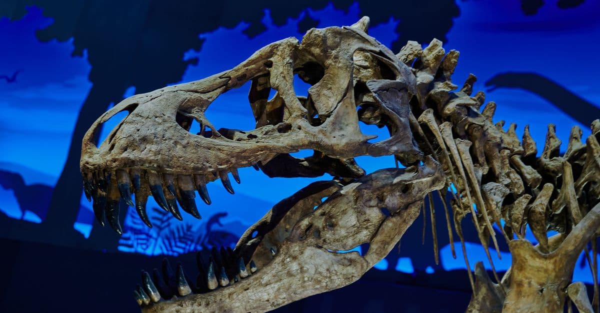 Close-up of a Tyrannosaurus Rex skull fossil displayed in a museum.