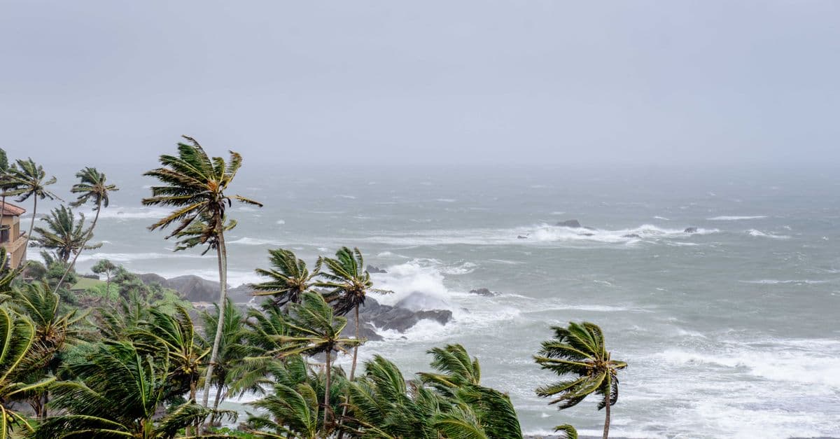 Palm trees swaying in strong winds by a stormy ocean seascape.