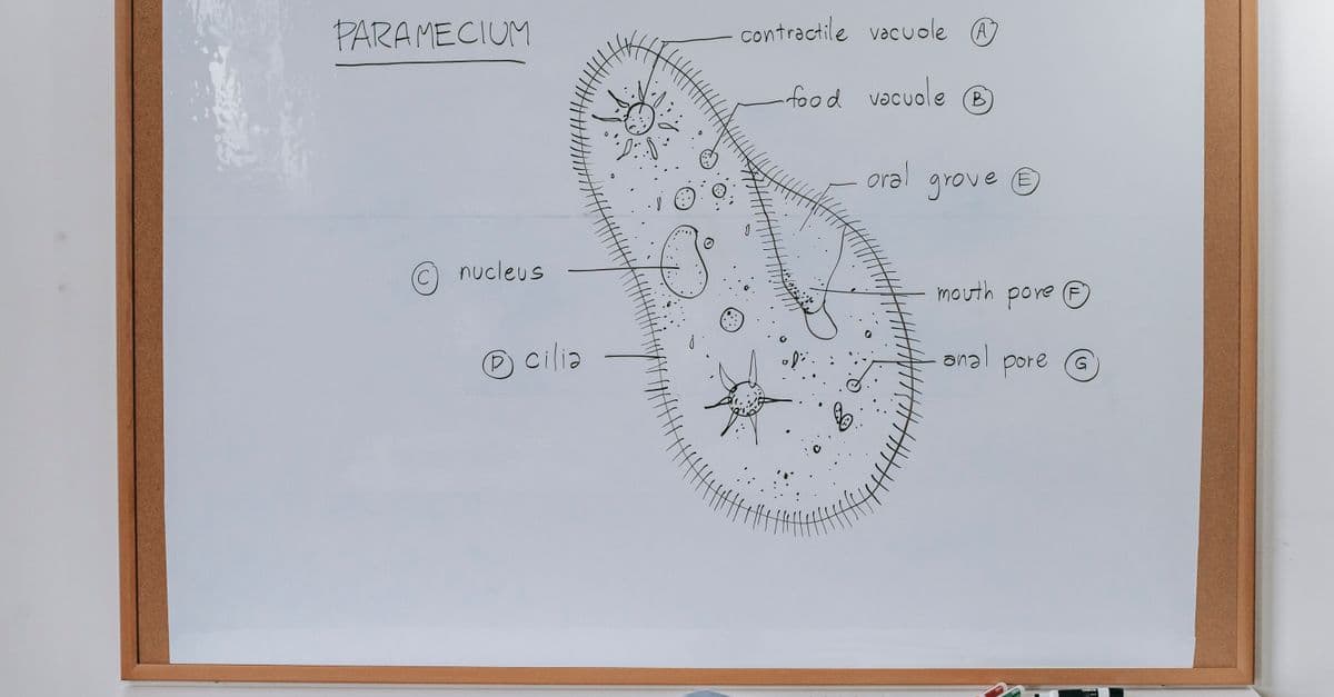 Structure of Infusoria organism drawn on whiteboard with markers in classroom of school