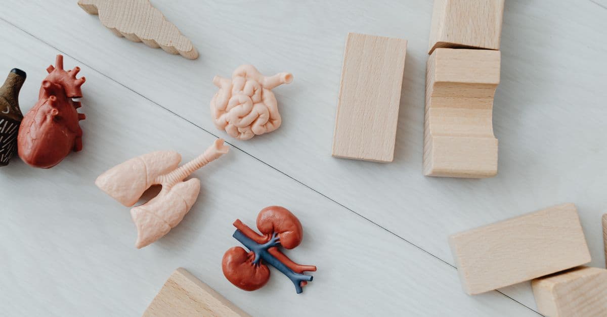 Close-up of educational anatomy toys and wooden blocks for children's learning.