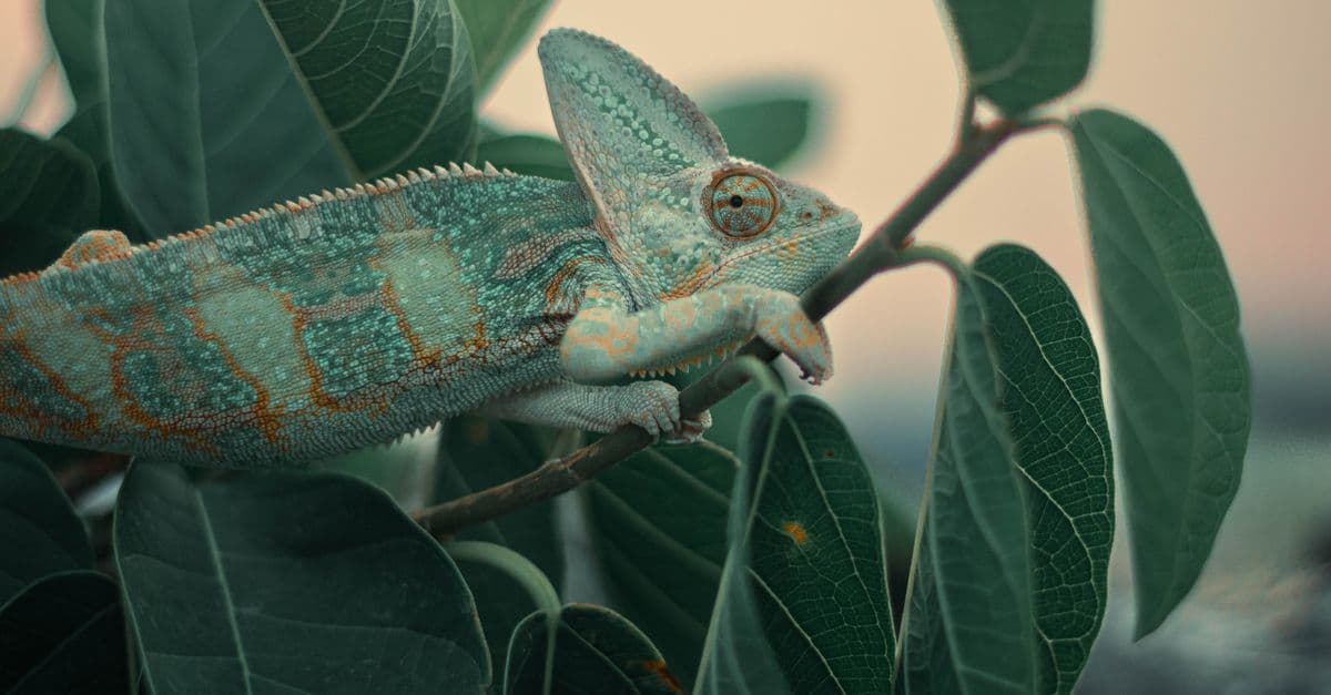 A chameleon camouflaged among green leaves showcases its vivid colors in a natural setting.