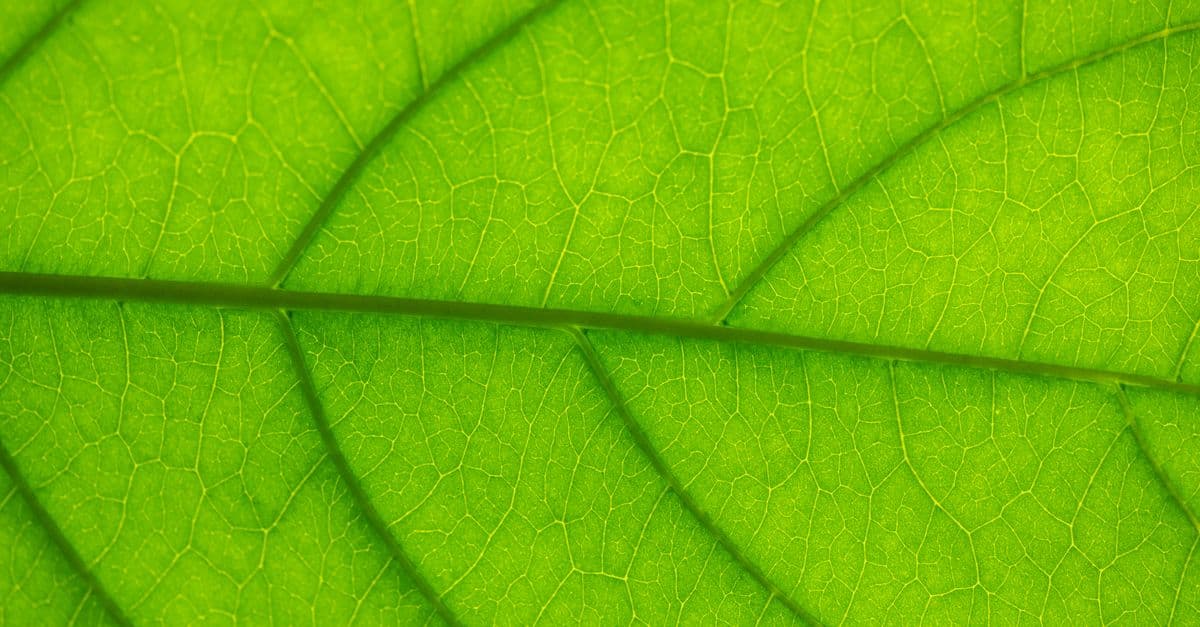 From above closeup of colorful green leaf with many ornamental lines on uneven surface