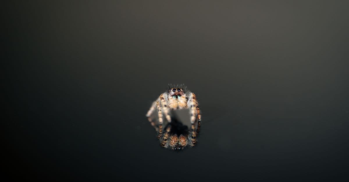 Macro shot capturing the reflection of a jumping spider on a glossy surface. Perfect for nature lovers.