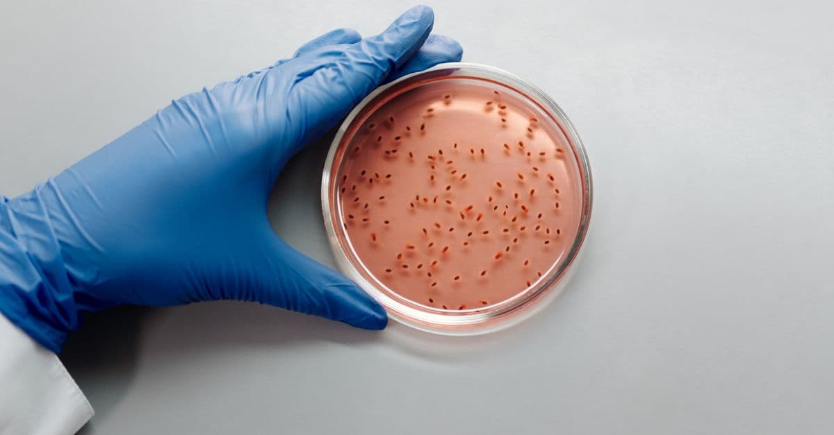 A scientist with blue gloves examines a bacterial culture in a petri dish in a laboratory setting.