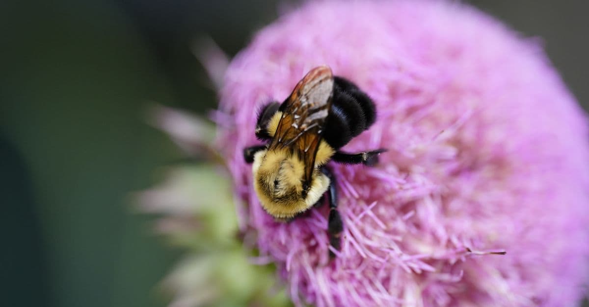 Close-up of a bumblebee pollinating a vibrant pink thistle flower in a natural setting.
