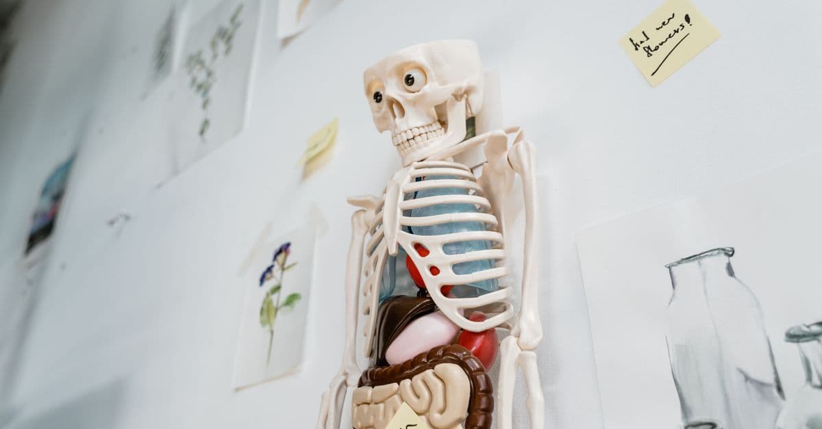 Skeleton model with organs on a classroom wall, ideal for educational purposes.