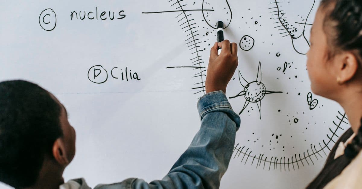 Back view of anonymous multiracial classmates describing primitive organism on whiteboard in classroom