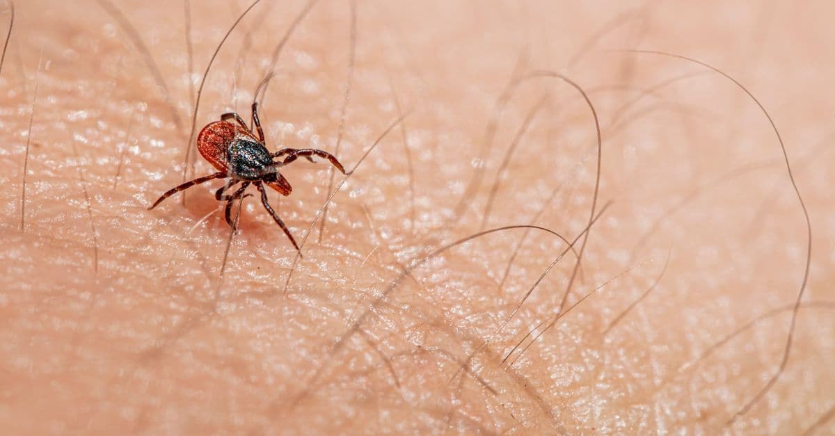 Macro image of a red tick crawling on human skin, highlighting parasitic nature.