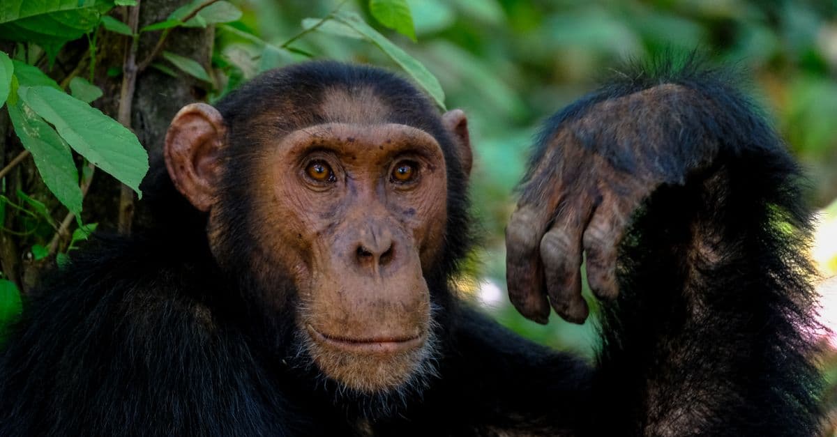 A detailed portrait of a chimpanzee in a lush green jungle setting.