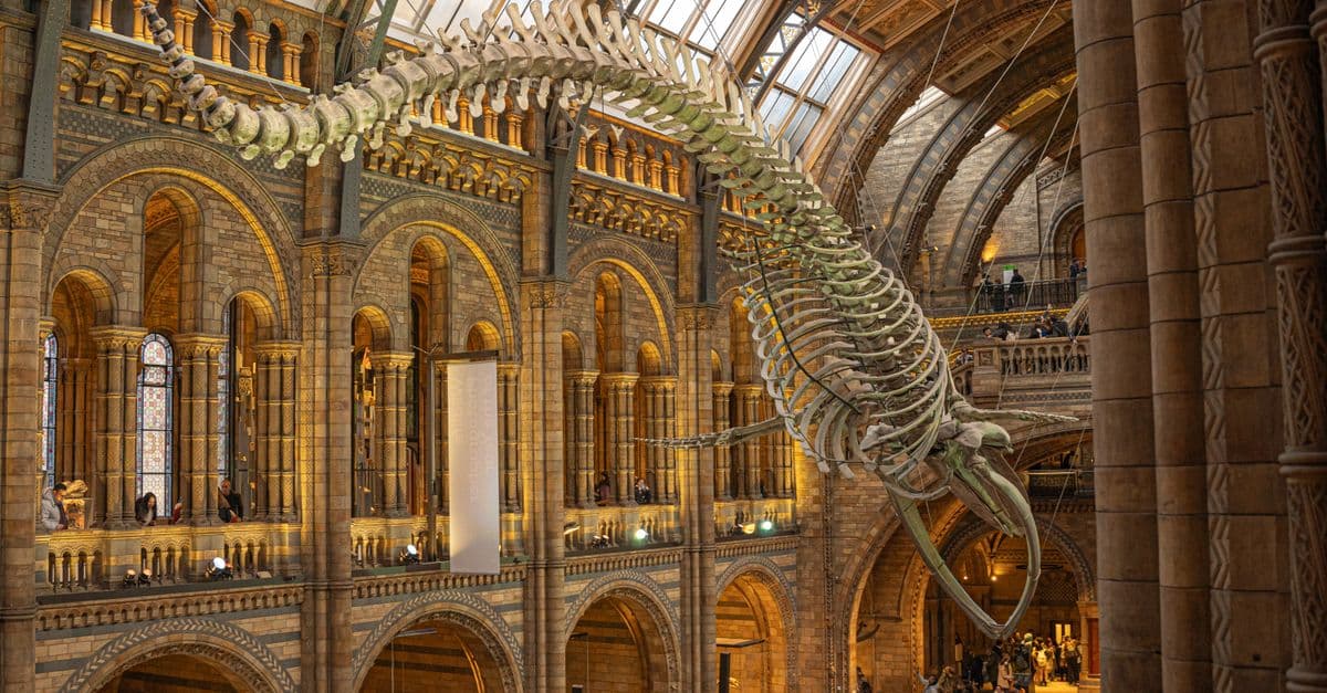 Interior view of whale skeleton at London's Natural History Museum with arch architecture.