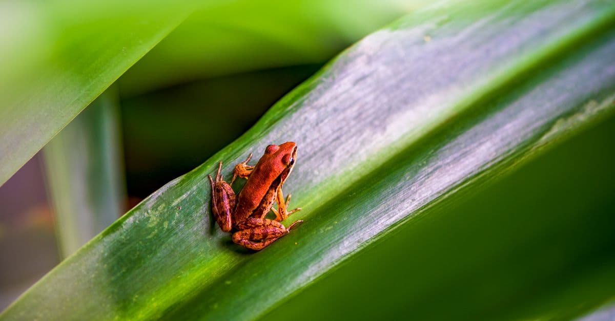 A vivid close-up of a frog sitting on a green leaf in Taiwan's tropical environment.