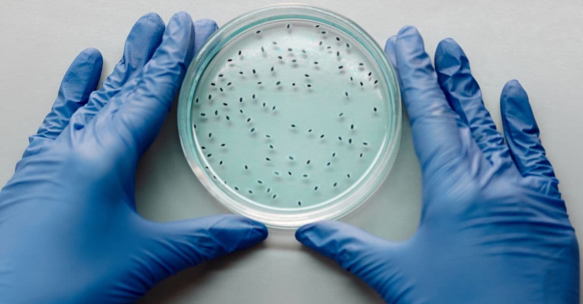 A gloved scientist examines bacterial culture in a petri dish for research purposes.