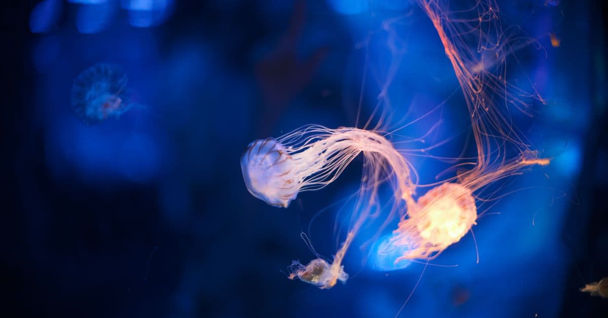 Mesmerizing jellyfish floating gracefully with glowing blue backdrop, captured expertly.