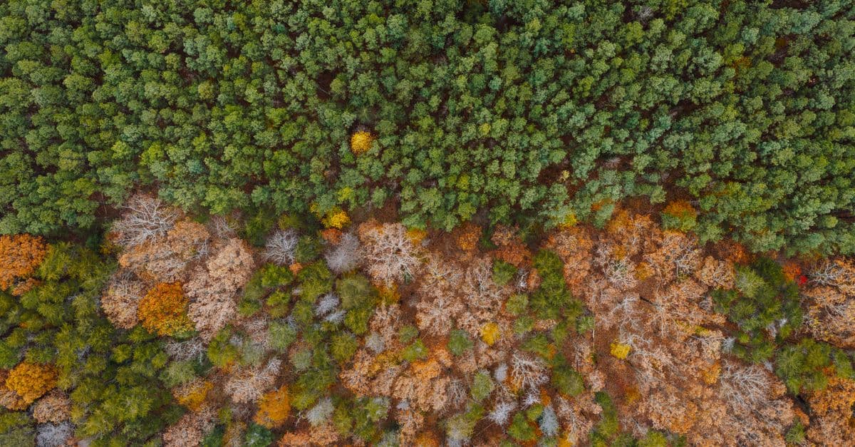 Stunning aerial shot of seasonal transition in Dayton, Tennessee forest.