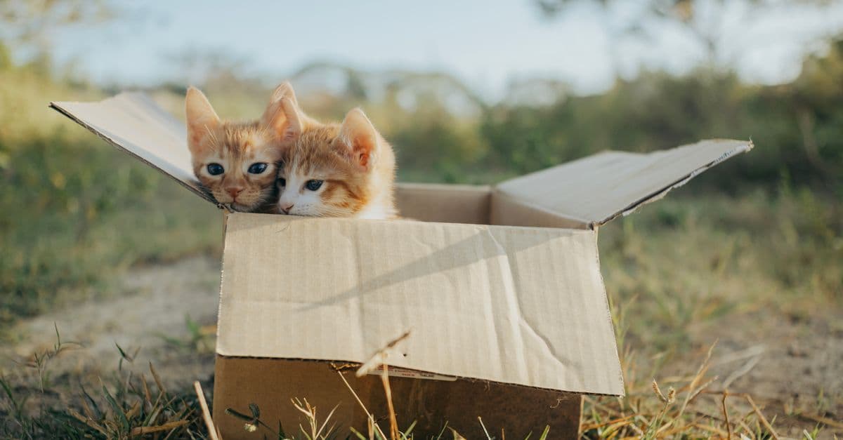 Two cute kittens curiously peeking from a cardboard box on a sunny day in a grassy field.