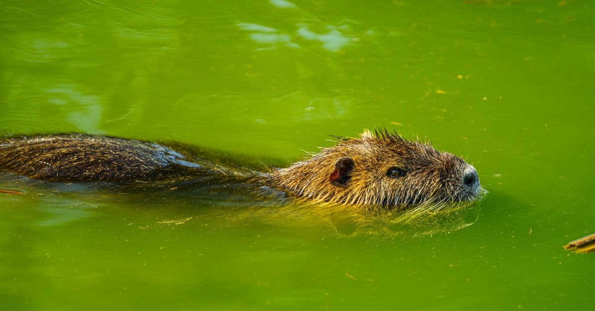 A close-up of a beaver swimming in a pond with vibrant green water.