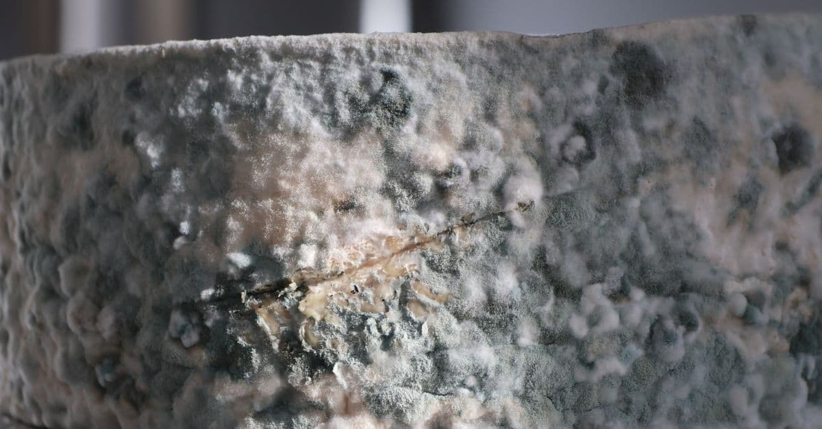 Detailed close-up showing blue mold growth on cheese surface, showcasing unique texture.