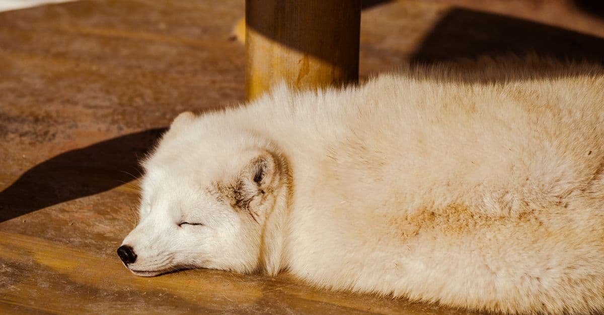 A serene white Arctic fox sleeps peacefully on a warm wooden floor, bathed in sunlight.
