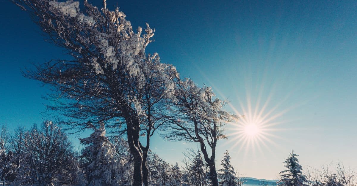 Leafless trees covered in snow sparkle under a bright winter sun, creating a tranquil natural scene.