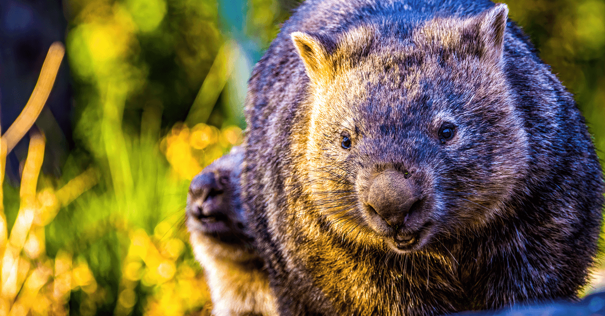 Close-up of a wombat in Kangaroo Valley, showcasing its natural habitat and vibrant fur detail.