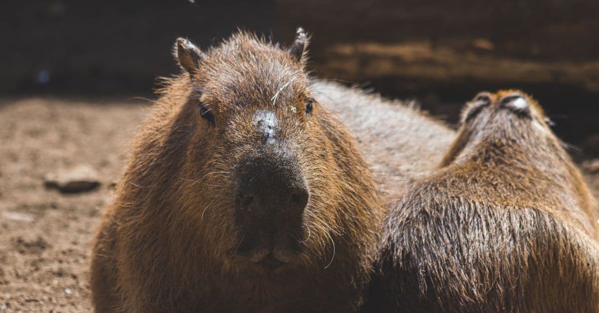 Relaxed capybara resting outdoors in natural sunlight, close-up view.