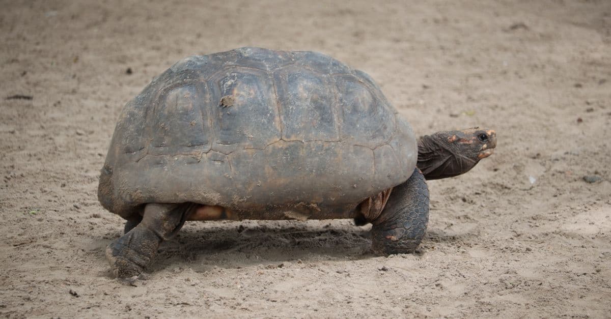 A large tortoise walking slowly across a sandy beach, showcasing its rugged shell.