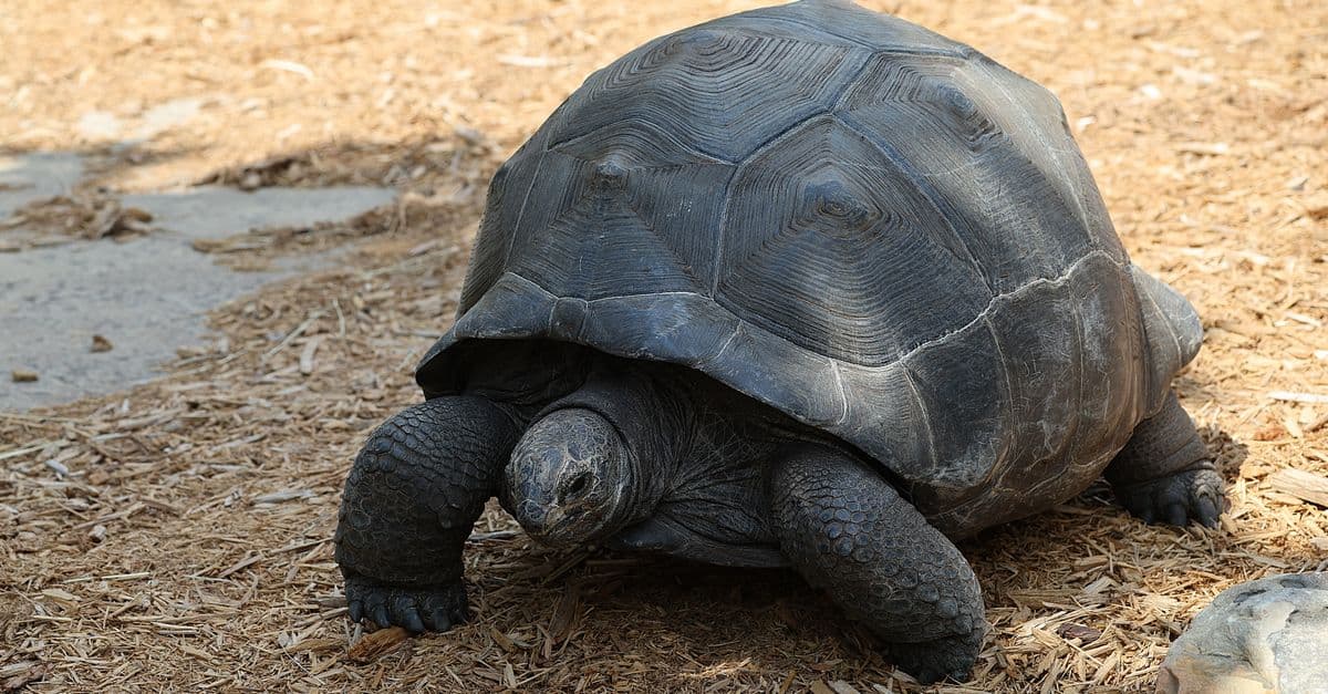 Close-up of a giant tortoise in a zoo habitat, showcasing its textured shell and rugged environment.