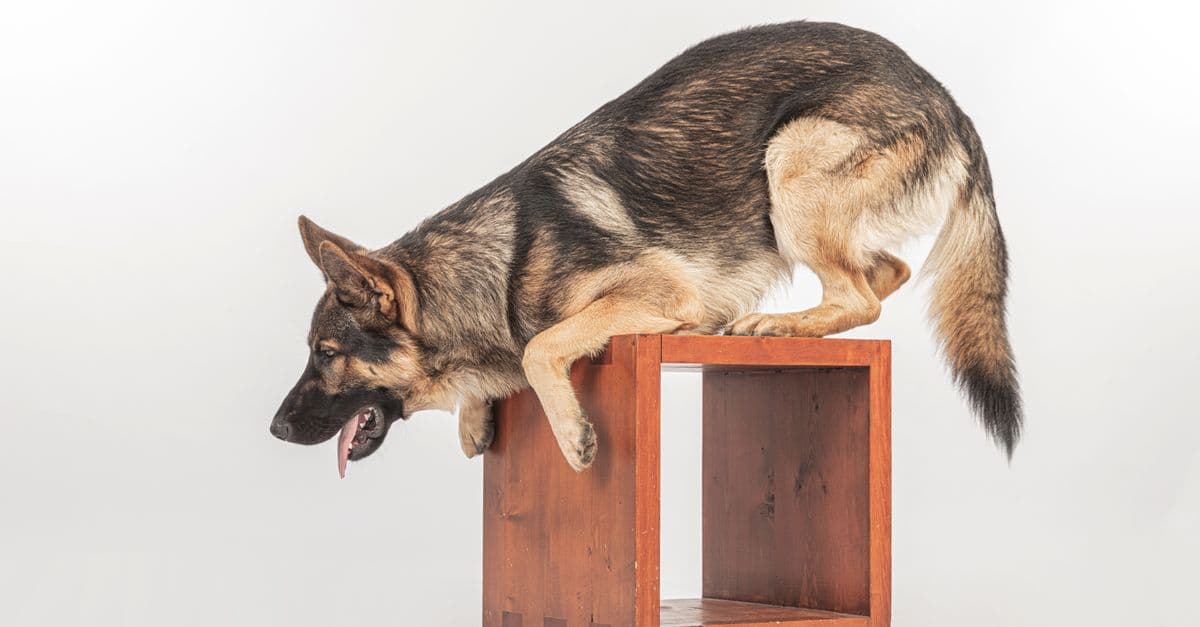 German Shepherd dog showing agility while balancing on a wooden box in a studio setting.